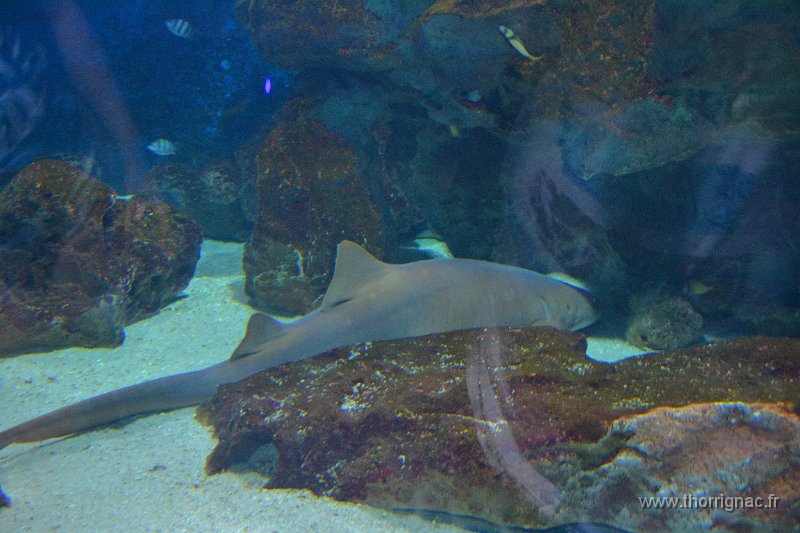Marineland aout 2014 1.JPG - Marineland - Parc d'attractions aquatiques - Antibes - Août 2014